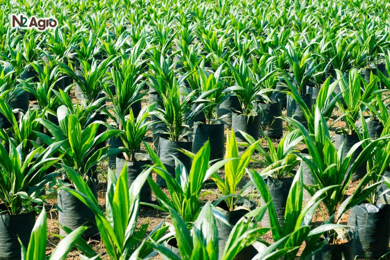 Kỹ thuật trồng dừa hiệu quả – Đạt năng suất cao và bền vững  ky thuat trong dua hieu qua