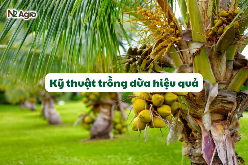 ky thuat trong dua hieu qua