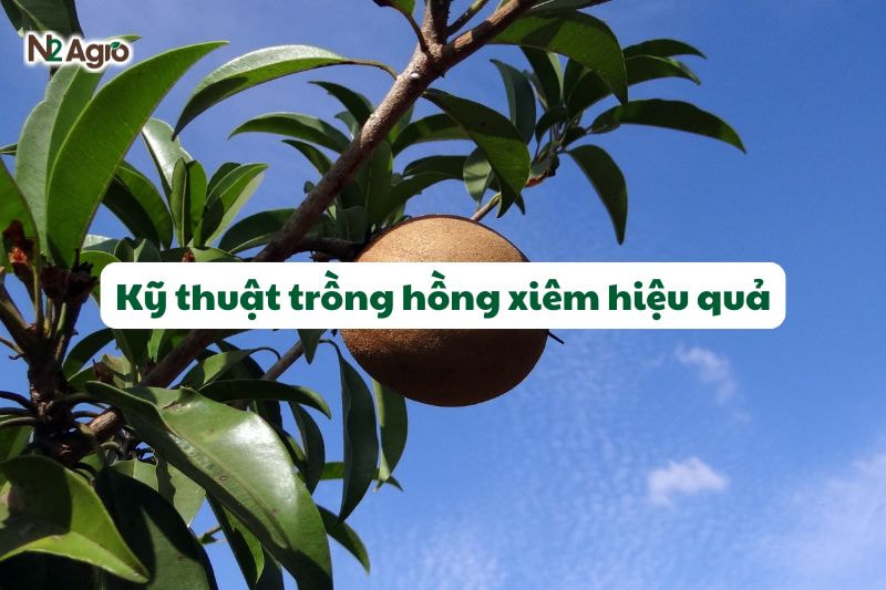ky thuat trong hong xiem hieu qua