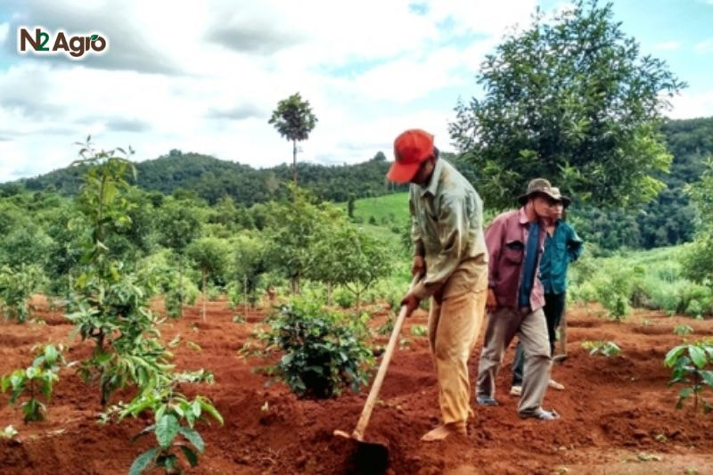 Kỹ thuật trồng mãng cầu: Hướng dẫn chi tiết để đạt năng suất cao Đặt cây con vào hố, tháo túi nilon, lấp đất nhẹ quanh gốc, nén vừa phải, tưới 20-30 lít nước ngay để cây bén rễ