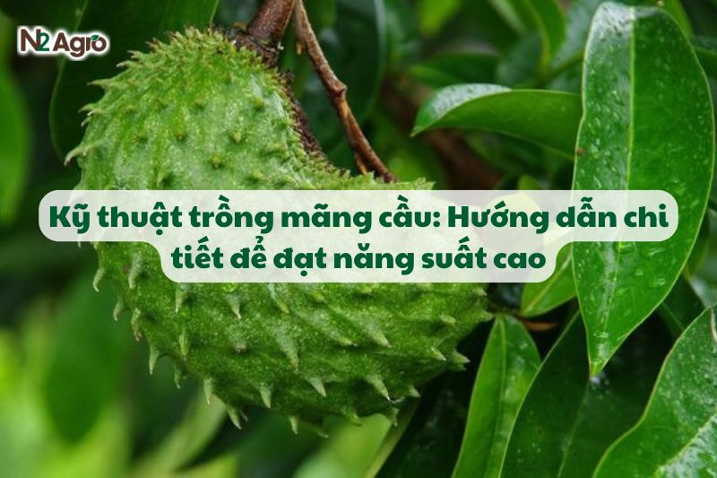 ky thuat trong mang cau huong dan chi tiet de dat nang suat cao N2Agro