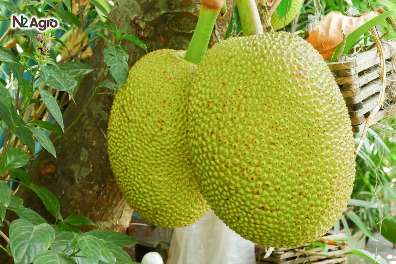 Kỹ thuật trồng mít hiệu quả – Hướng dẫn chi tiết từ A – Z ky thuat trong mit hieu qua huong dan chi tiet 2 (1)