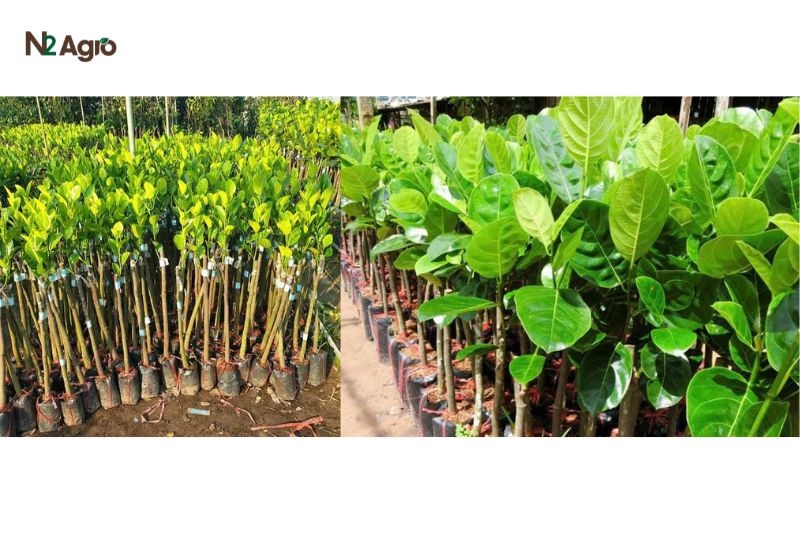 Kỹ thuật trồng mít hiệu quả – Hướng dẫn chi tiết từ A – Z ky thuat trong mit hieu qua huong dan chi tiet 2