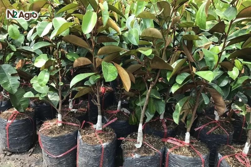 Kỹ thuật trồng vú sữa: Hướng dẫn chi tiết để đạt năng suất cao Tưới nước ngay sau khi trồng để cây bén rễ, đồng thời che chắn để tránh nắng gắt trong giai đoạn đầu.