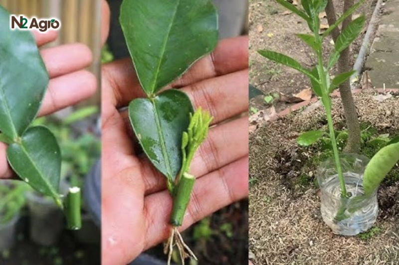 bảo quản trong túi nhựa phun ẩm, tránh ánh sáng trực tiếp, đảm bảo cành tươi khi đưa vào giâm trong giá thể.