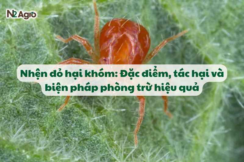 nhen do hai khom va bien phap phong tru
