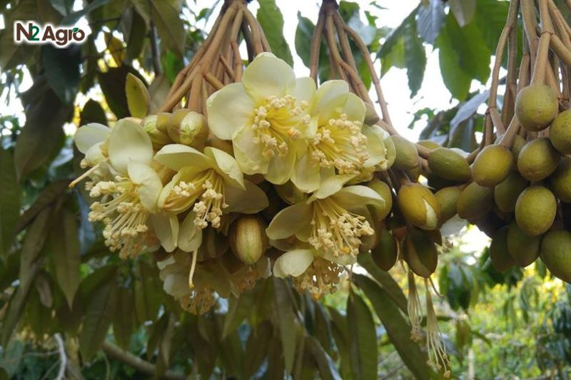 Số lượng bông tăng kéo theo khả năng đậu trái cao hơn, cải thiện sản lượng.