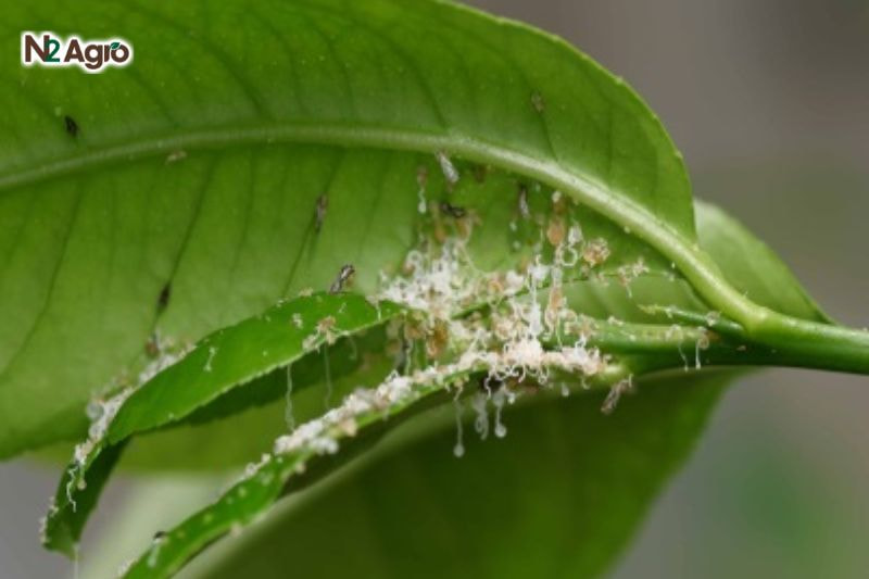 Trên bề mặt lá và chồi xuất hiện lớp bột mịn màu trắng xám (nấm bồ hóng).