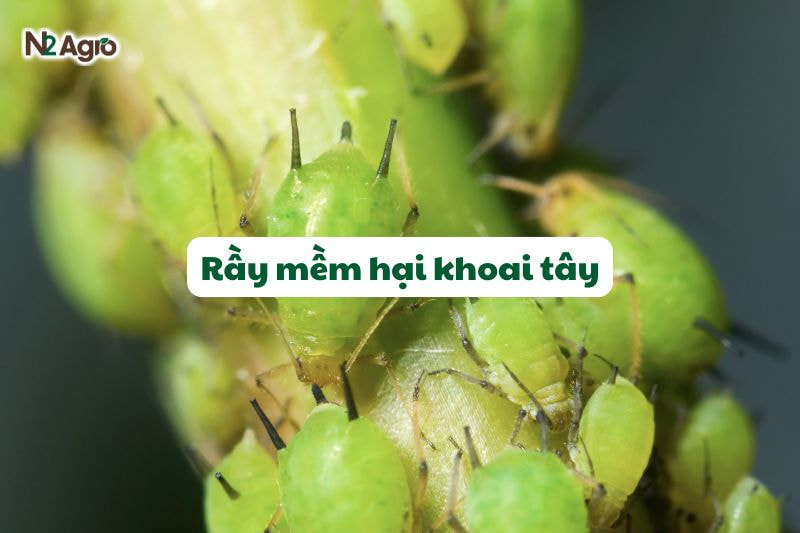 ray mem hai khoai tay