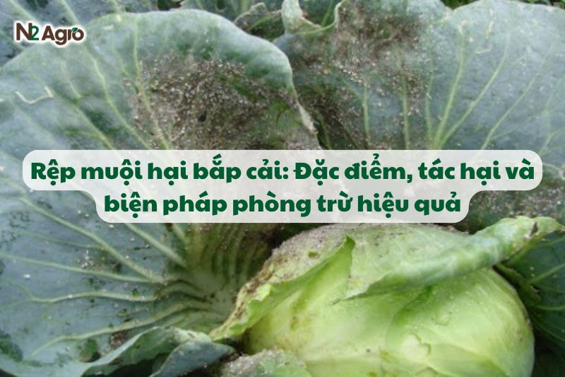 rep muoi hai bap cai va bien phap phong tru N2Agro