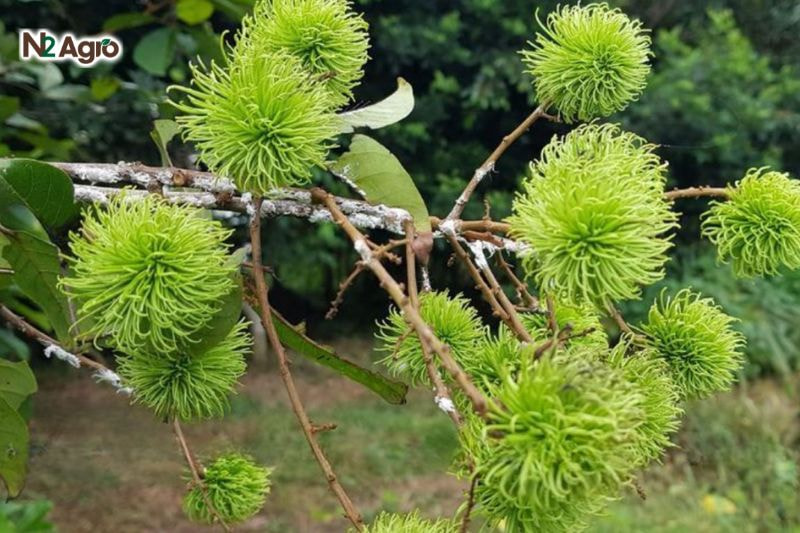 Rệp sáp hại chôm chôm: Đặc điểm và biện pháp phòng trừ hiệu quả Trái non bị rệp hút nhựa, khô rây, rụng sớm, vỏ trái xuất hiện lớp nấm bồ hóng đen mịn, làm giảm chất lượng