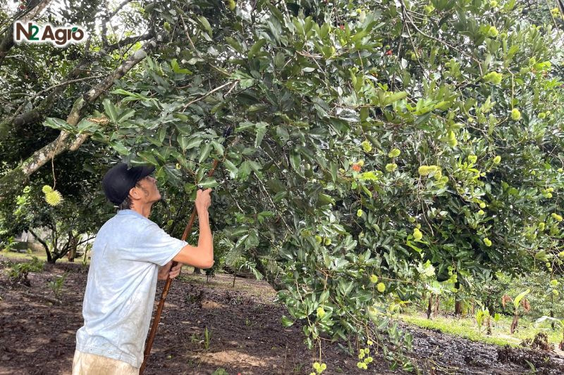 Rệp sáp hại chôm chôm: Đặc điểm và biện pháp phòng trừ hiệu quả Kiểm tra vườn định kỳ, đặc biệt giai đoạn ra hoa, đậu trái, dùng bẫy dính để kiểm soát rệp từ sớm hơn.