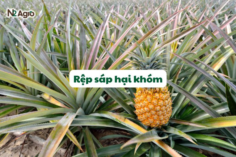 rep sap hai khom