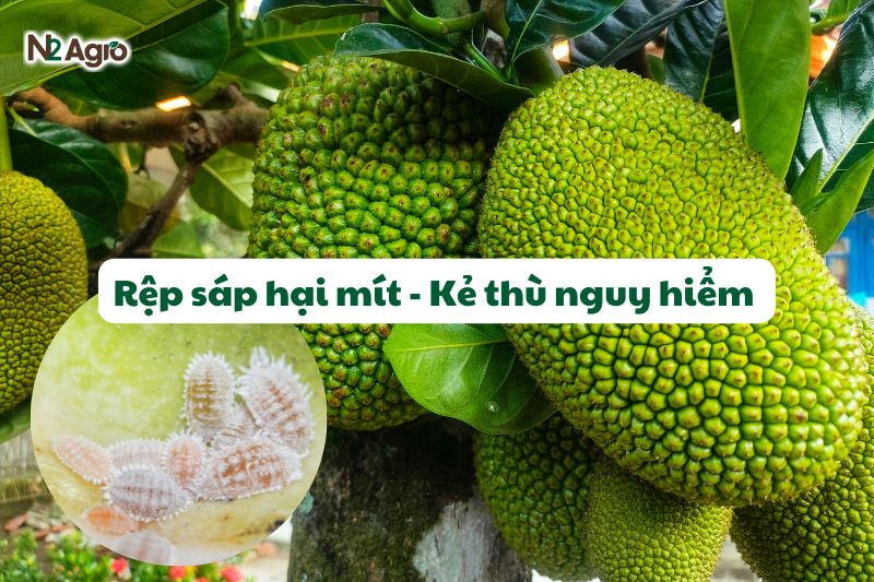 rep sap hai mit ke thu nguy hiem