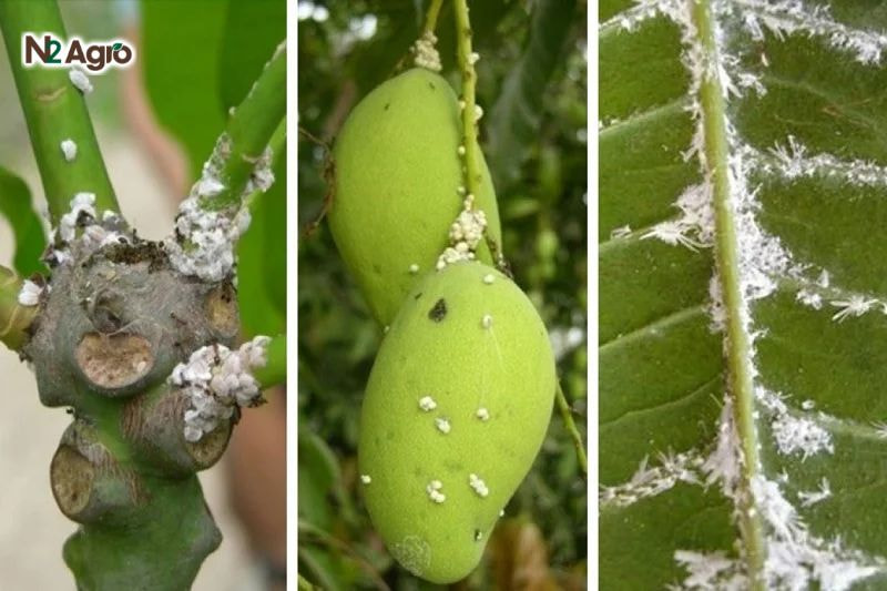Lá xoài nhạt màu, khô héo, xuất hiện lớp sáp trắng dưới mặt lá