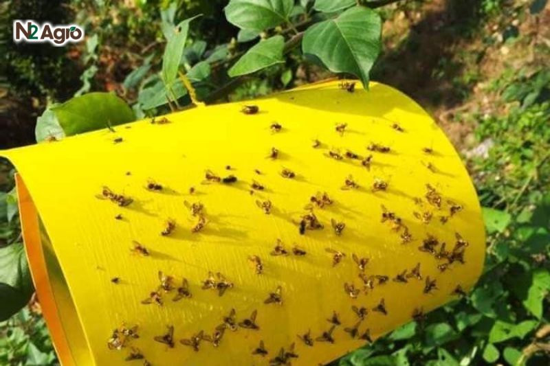 Ruồi đục quả bí đỏ: Đặc điểm, tác hại và biện pháp phòng trừ hiệu quả Dùng bẫy dính để thu hút và tiêu diệt ruồi trường thành