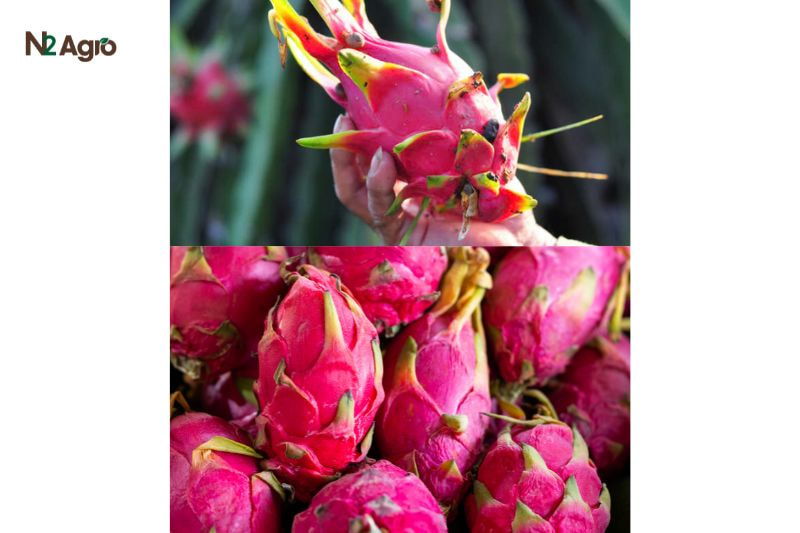 Ruồi đục trái hại Thanh long ruoi duc trai hai thanh long