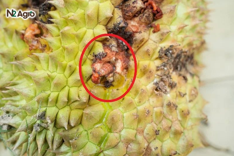 Sâu bệnh hại sầu riêng: Nhận diện và biện pháp phòng trừ hiệu quả Trái lớn bị tấn công mất giá trị thương phẩm, vết đục tạo điều kiện cho nấm xâm nhập, làm thối trái
