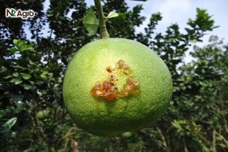 Sâu đục quả bưởi: Nguyên nhân, triệu chứng và cách phòng trừ Trên vỏ trái xuất hiện các lỗ nhỏ kèm theo phân dạng mùn cưa và mủ chảy ra, đặc biệt dễ thấy vào buổi sáng