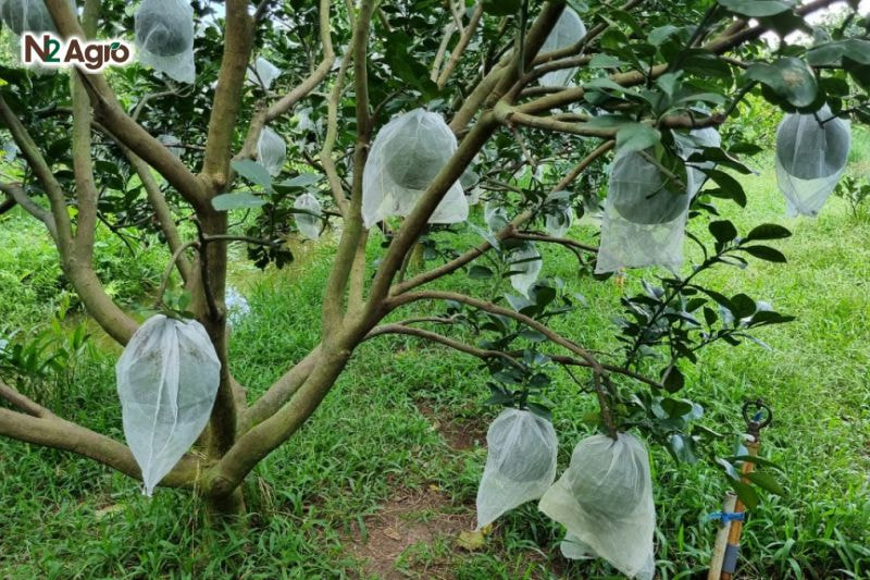 Sâu đục quả bưởi: Nguyên nhân, triệu chứng và cách phòng trừ Bao trái bằng túi nilon chuyên dụng khi trái còn nhỏ để bảo vệ khỏi sự tấn công của sâu đục quả.