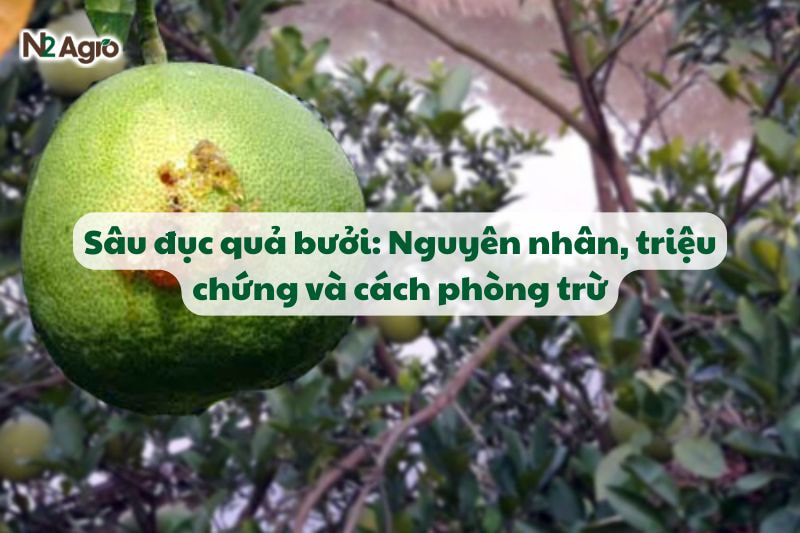 sau duc qua buoi trieu chung va cach phong tru n2agro (2)