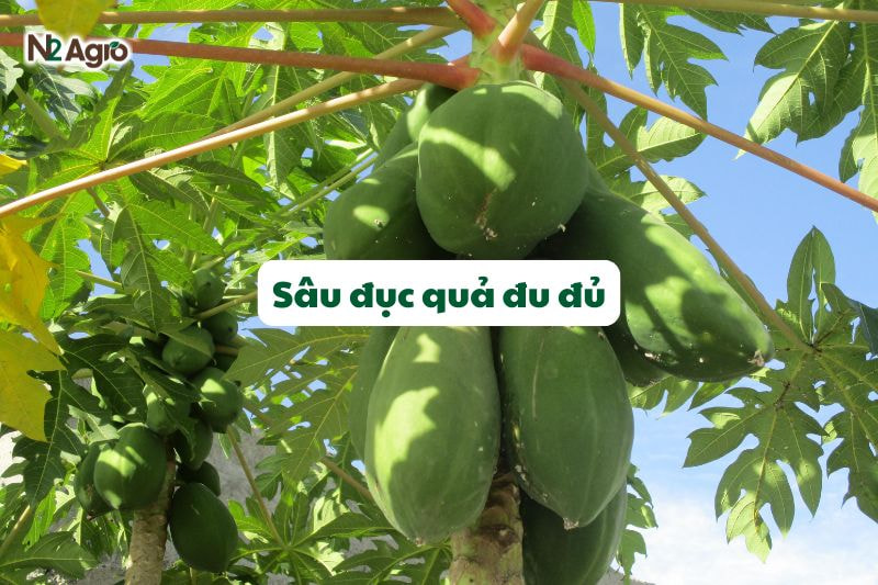 sau duc qua du du