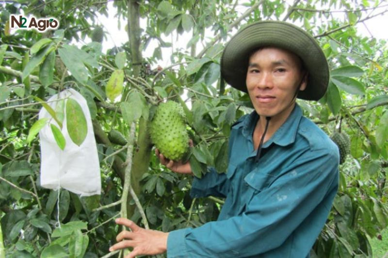 Sâu đục quả mãng cầu: Đặc điểm và biện pháp phòng trừ hiệu quả Bao trái bằng túi nilon hoặc túi vải từ khi đậu quả (10-15 ngày sau đậu), dọn sạch trái rụng, cỏ dại để giảm nơi trú ngụ của ruồi