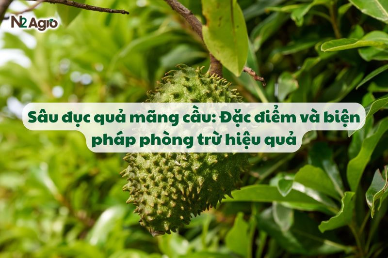 sau duc qua mang cau va bien phap phong tru hieu qua N2Agro
