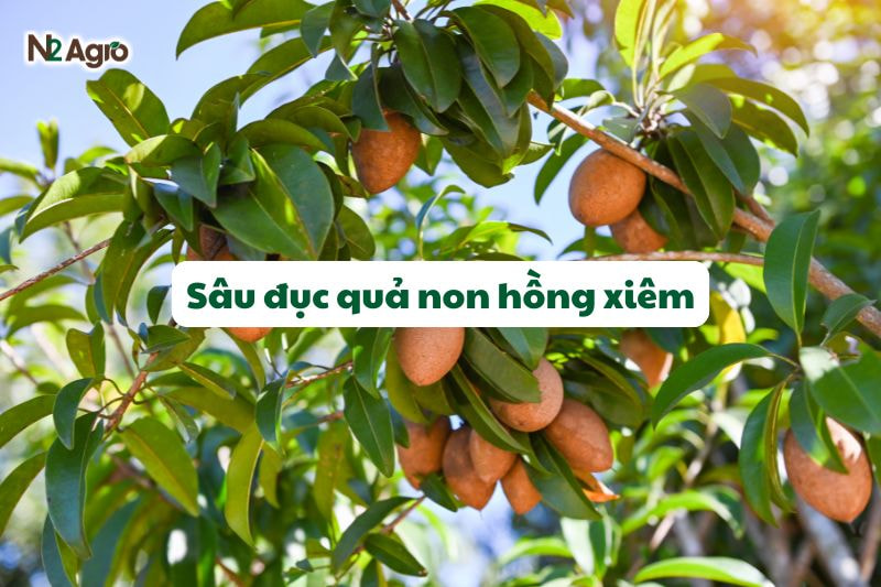 sau duc qua non hong xiem