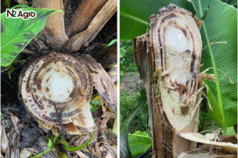 Ấu trùng ăn mô mềm và mạch dẫn bên trong thân, làm gián đoạn vận chuyển dinh dưỡng.
