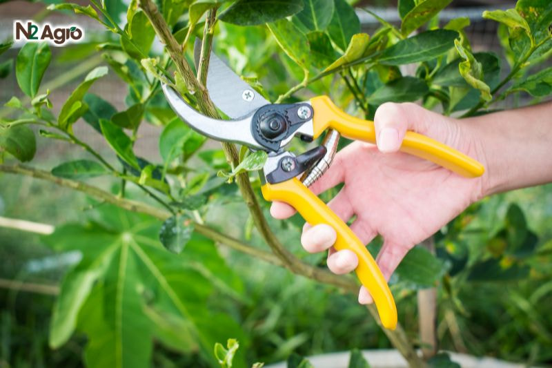 Sâu đục thân hại mít: Đặc điểm, tác hại và biện pháp phòng trừ hiệu quả Tỉa cành định kỳ, loại bỏ cành già, cành yếu để tăng độ thông thoáng, giảm nơi trú ẩn và đẻ trứng của sâu.