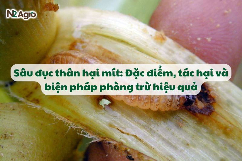 sau duc than hai mit va bien phap phong tru hieu qua N2Agro