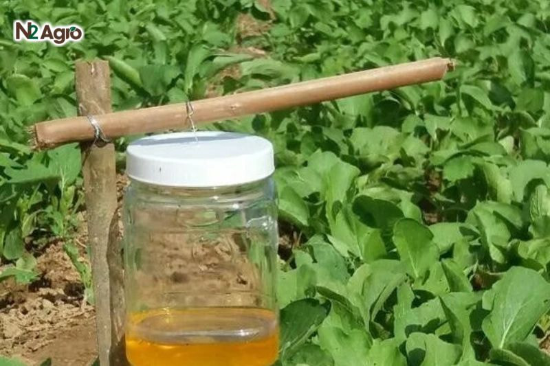 Sâu keo mùa thu hại bắp: Đặc điểm, tác hại và biện pháp phòng trừ Sử dụng bẫy chua ngọt (nước đường + giấm + rượu) đặt quanh ruộng, kiểm tra hàng ngày để phát hiện và dẫn dụ bướm trưởng thành.