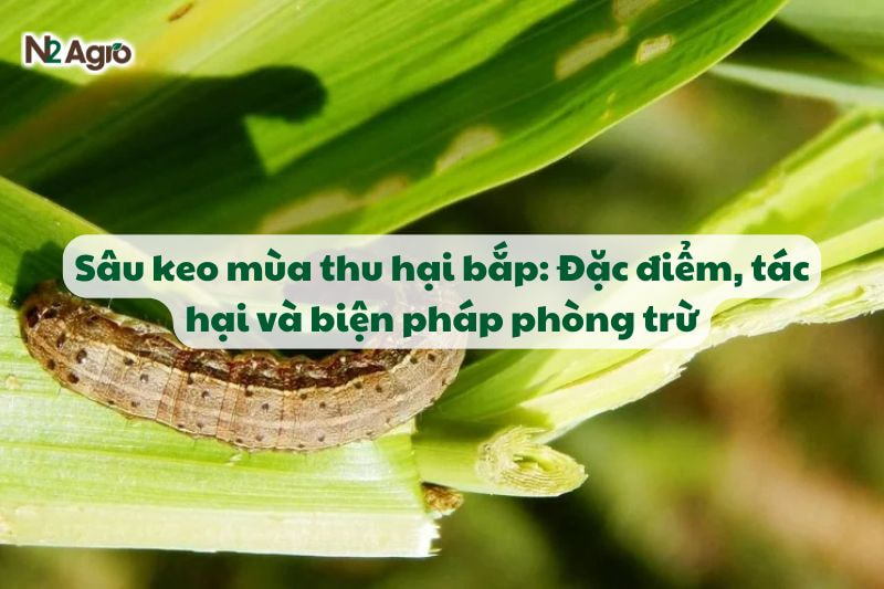 Sâu keo mùa thu hại bắp: Đặc điểm, tác hại và biện pháp phòng trừ-N2 Agro