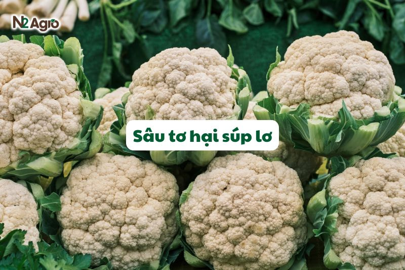 sau to hai sup lo