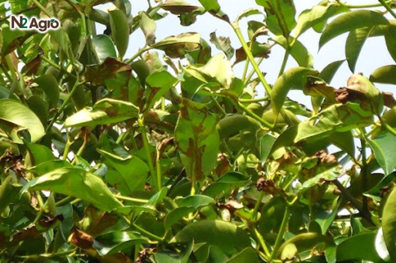 Sâu vẽ bùa hại măng cụt: Nhận diện và biện pháp phòng trị hiệu quả Lá non xuất hiện đường đục ngoằn ngoèo màu trắng bạc dưới lớp biểu bì, do sâu non ăn mô lá