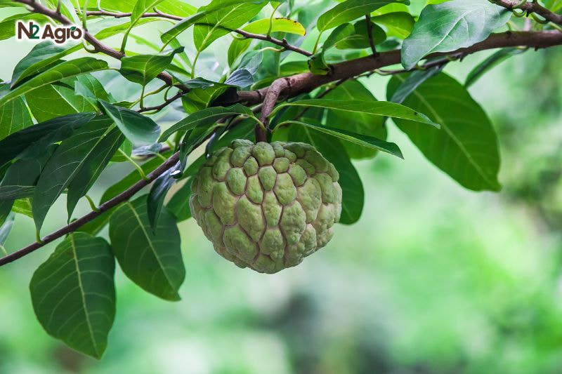 Tổng quan về cây na tong quan ve cay na