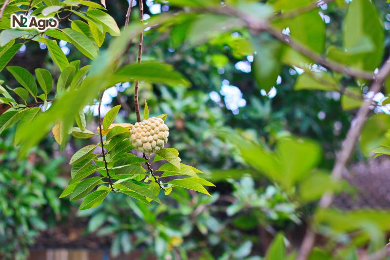 Tổng quan về cây na tong quan ve cay na