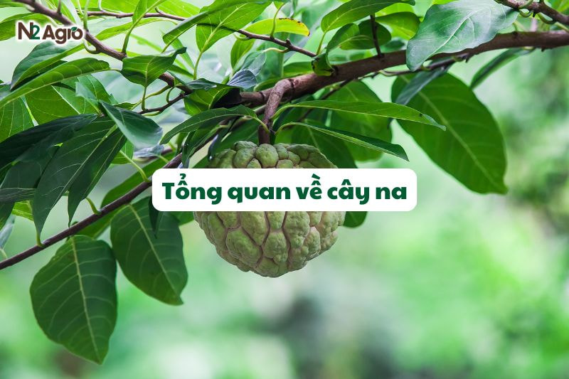 tong quan ve cay na