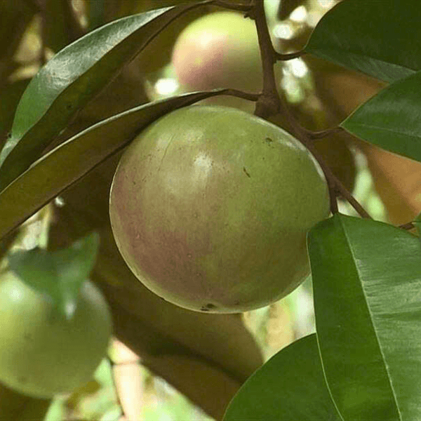 vú sữa