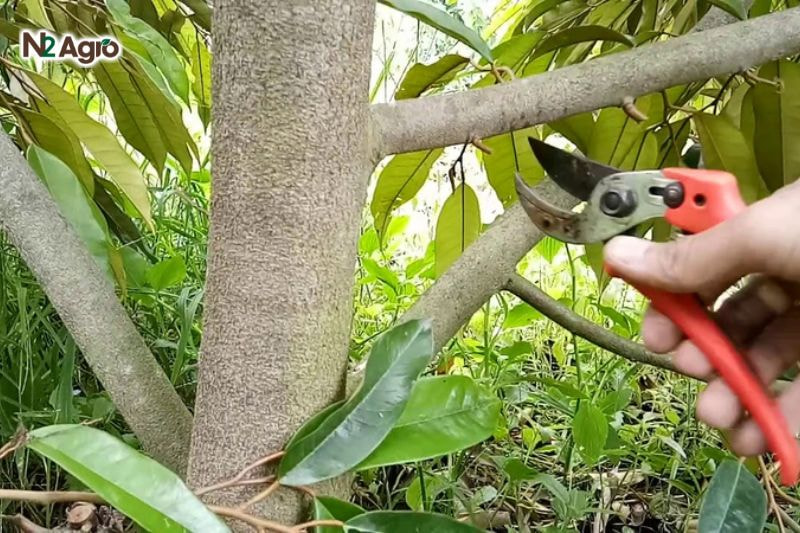 Cắt bỏ cành khô, cành mọc quá dày để cải thiện thông gió và ánh sáng