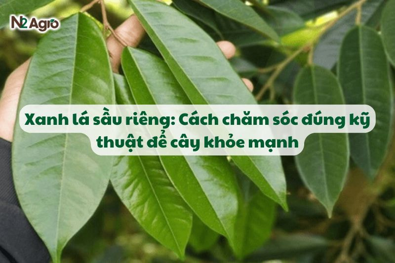 xanh la sau rieng cach cham soc dung ky thuat de cay khoe N2Agro