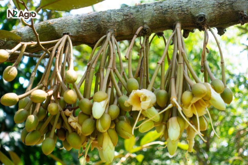 Xử lý ra hoa Sầu riêng mùa thuận – Bí quyết tăng năng suất xu ly hoa sau rieng mua thuan bi quyet tang nang suat (2) N2Agro