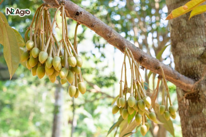 Xử lý ra hoa Sầu riêng mùa thuận – Bí quyết tăng năng suất xu ly hoa sau rieng mua thuan bi quyet tang nang suat (4) N2Agro