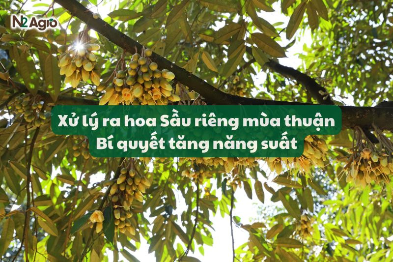 xu ly hoa sau rieng mua thuan bi quyet tang nang suat N2Agro