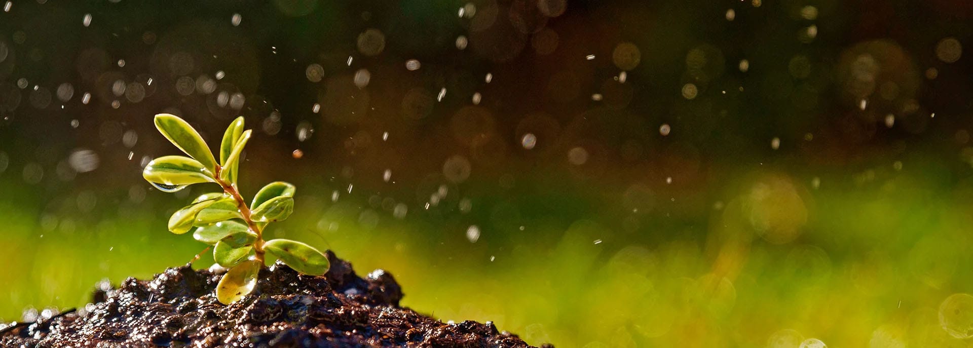 Vun mam tin cay Nang tam nong nghiep N2 Agro 2