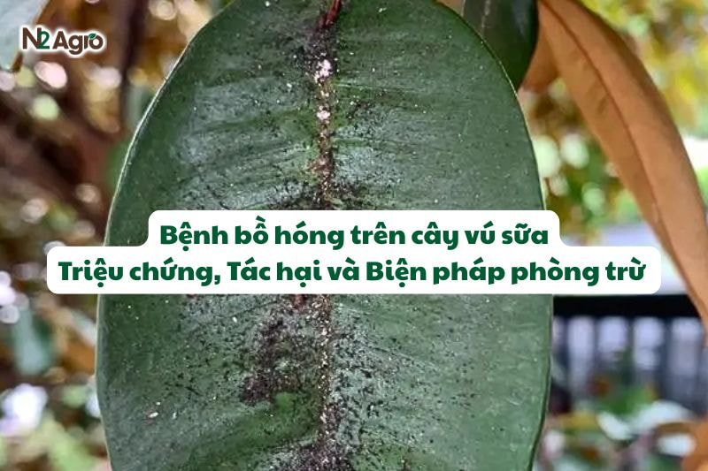 benh bo hong tren cay vu sua