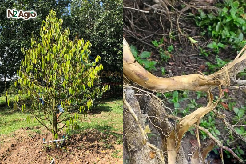 Bệnh chết cây sầu riêng – Vấn đề nghiêm trọng mà người trồng cần phải chú ý benh chet cay sau rieng van de nghiem trong (2) N2Agro
