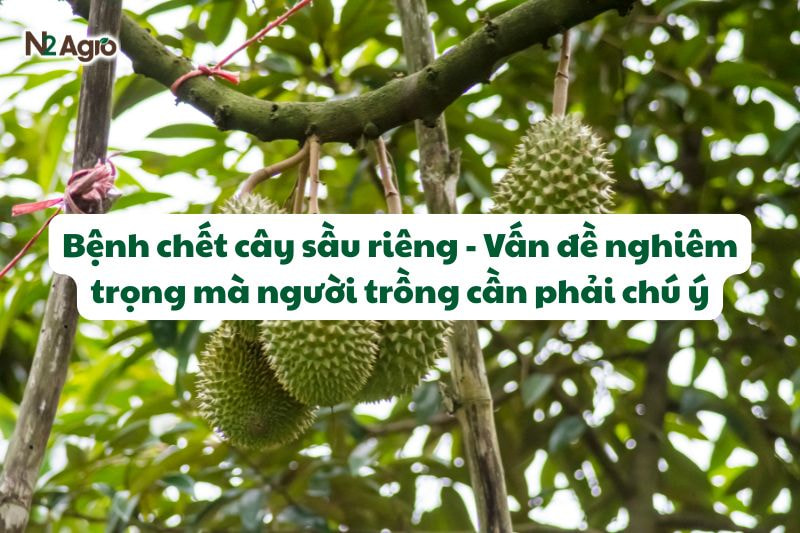 benh chet cay sau rieng van de nghiem trong N2Agro