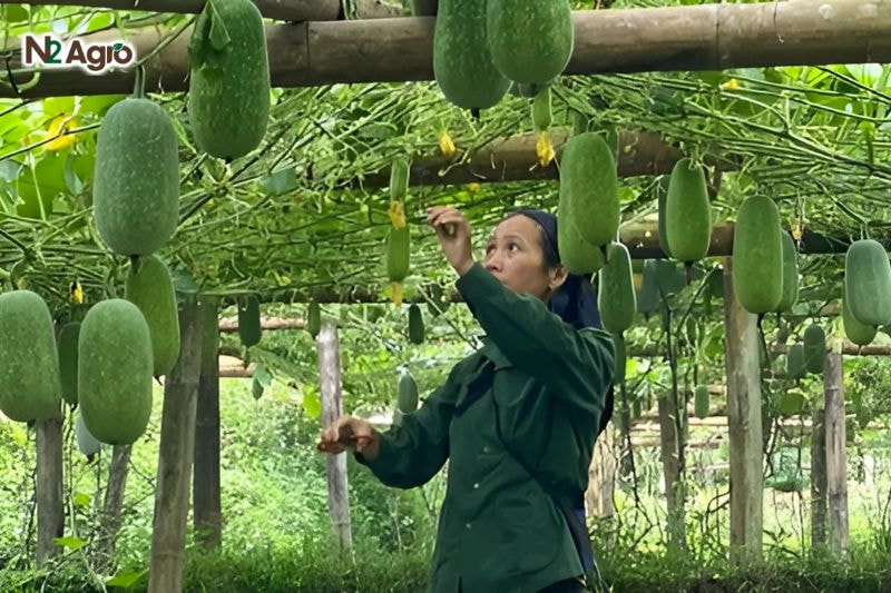 Bệnh đốm lá bí đao: Nguyên nhân và biện pháp phòng trị hiệu quả Vệ sinh vườn, cắt tỉa lá già, làm giàn thoáng (1,5-2 m), chọn giống kháng bệnh để giảm nguồn vi khuẩn hiện nay.